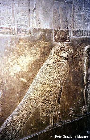 Horus falcone