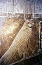 Horus falcone